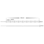 19.2w 24v DC 320LED 4000k IP20 LED Strip - HCP-3326194 (2)