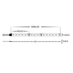 20w 24v DC 240LED RGB + 3000k IP54 LED Strip Light Havit Commercial - HCP-3456251