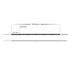 IP20 24v DC 3000K CSP Dotless LED Strip
